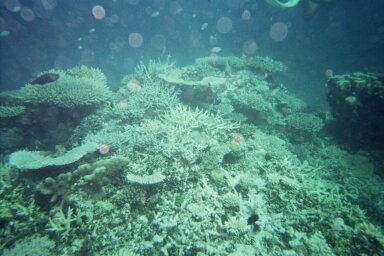 coral1.jpg