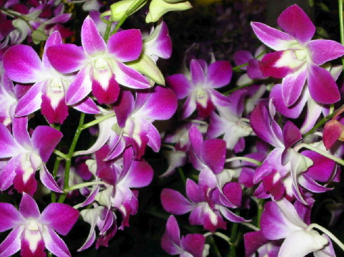 orchids.jpg